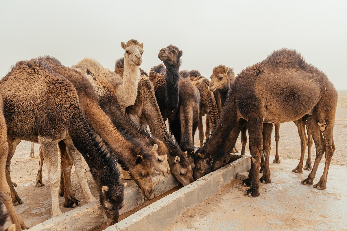 Discover the Beauty of the Desert: Camel Safari in Las Vegas